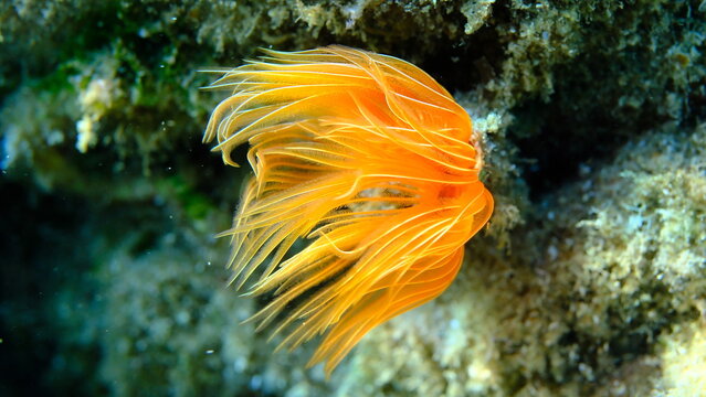 Polychaeta Smooth tubeworm or red-spotted horseshoe (Protula tubularia) close-up undersea, Aegean Sea, Greece, Halkidiki, Pirgos beach