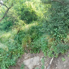 Obraz premium green moss on the rocks