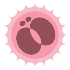 2 Cell Stage Early Embryo Division