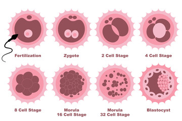Human Embryo Cell Development Stages Infographic Fertilization to Blastocyst