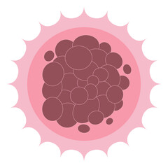 Morula 16 Cell Stage Embryo Cell Cluster Diagram