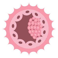 Blastocyst Stage Human Embryo Cell Structure Diagram