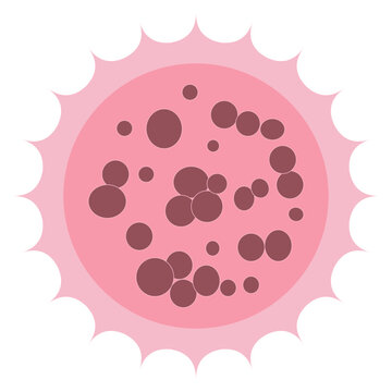 Morula 32 Cell Stage Compact Embryo Cell Cluster