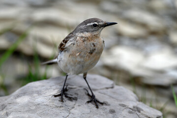 Water pipit // Bergpieper (Anthus spinoletta) 