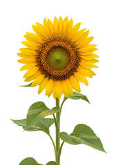 Obraz premium A Vibrant Sunflower in Full Bloom. A close-up view of a sunflower against a simple background, showcasing its bright yellow petals and intricate details