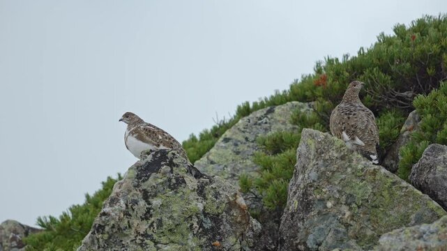 雷鳥⑥　紅葉の北アルプス　日本の山　長野県　富山県