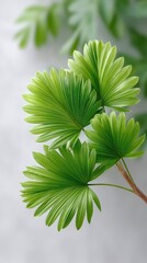 Close up of a vibrant green palm leaf fan with sparkling dewdrops against a softly blurred neutral background with delicate lighting highlighting intricate leaf patterns