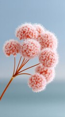 Delicate Coral Pink Flower Cluster Covered in Frost Against a Soft Blue Sky Background Captured in a Macro Botanical Photograph