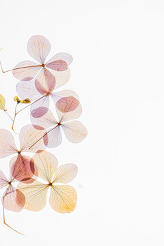 Dried Hydrangea flowers cluster, displaying subtle pink and yellow hues on a stark white canvas
