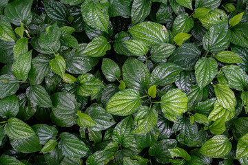 Lush Green Leaves Background: Natural Pattern and Texture