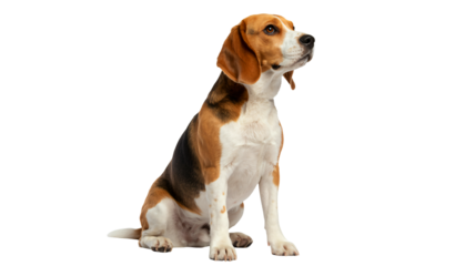 Loyal Beagle dog sits attentively, looking upwards with soulful eyes.