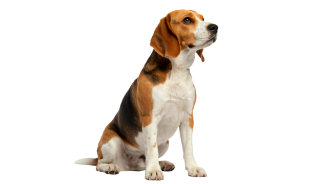 Loyal Beagle dog sits attentively, looking upwards with soulful eyes.