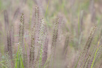 Purple Fountain Grass in Bloom