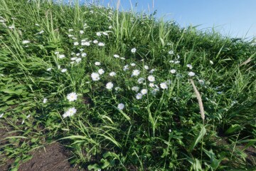 Lush green grass field with scattered white flowers
