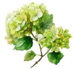 Two pale lime green hydrangea blossoms with leafy branch on white
