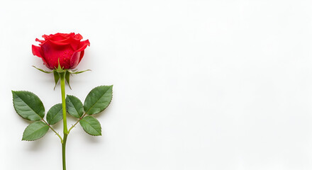red rose on a white background