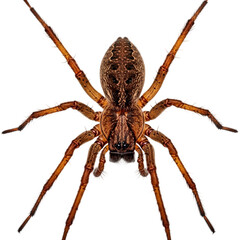 A brown spider is standing on a transparent background with its legs spread isolated on transparent background