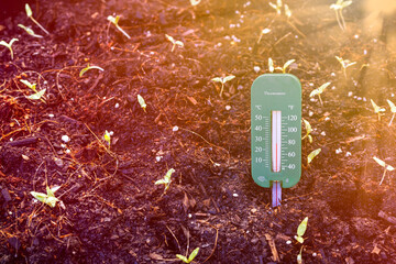 View of propagation thermometer in dark rich soil golden warm tones sunlight in background. Garden tool and nature concept.