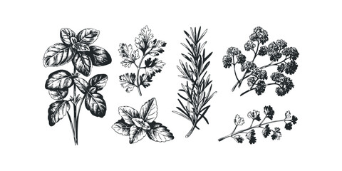 Collection of Botanical Line Drawings of Herbs