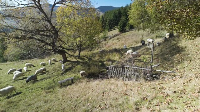 Ukrainian highlanders Hutsuls are engaged in cattle breeding, sheep graze on a mountain pasture against the backdrop of autumn in the Carpathians