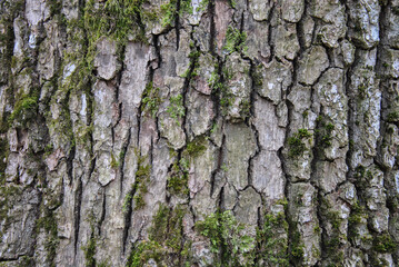 tree bark texture with green moss background
