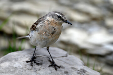 Bergpieper // Water pipit (Anthus spinoletta) - Montenegro