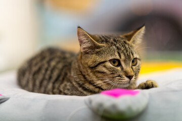 Close-up of a Relaxed Tabby Cat on a Colorful Bed