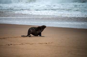 Otarie &agrave; fourrure d'Afrique du Sud au bord de l'oc&eacute;an atlantique en Namibie