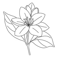 Jasmine flower sketch outline vector ,Jasmine flower spring botanical line art drawing in engraving style,Botanical Coloring Page,Outline jasmine flower Isolated ,Hand drawn vector line art
