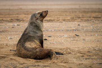 Otarie à fourrure d'Afrique du Sud © PPJ
