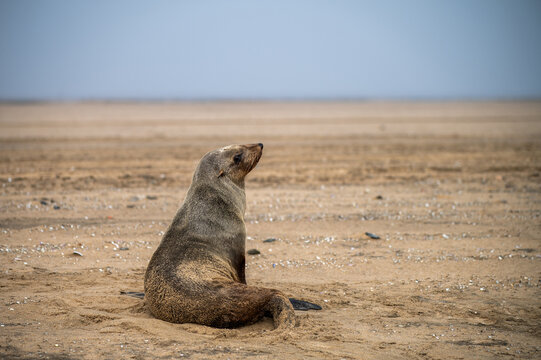 Otarie &agrave; fourrure d'Afrique du Sud en Namibie