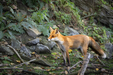 Red fox searching for food in natural habitat