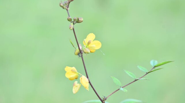 Senna occidentalis plant flower. Its common names septicweed, coffee senna,&nbsp;coffeeweed, Mogdad coffee,&nbsp;negro-coffee,&nbsp;senna coffee,&nbsp;Stephanie coffee flower,&nbsp;stinkingweed&nbsp;and&nbsp;styptic weed.
