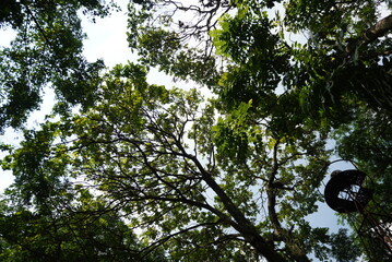 Lush Forest Canopy: Looking Up Through Green Tree Branches