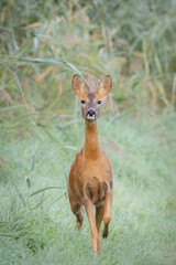 Female roe deer standing alert in green grass