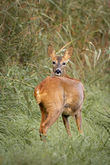 Female roe deer standing alert in green grass
