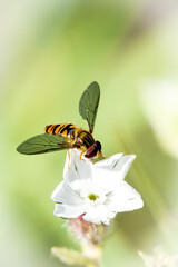Hoverfly in flight approaching a white flower, detailed macro image showing wings and striped body in natural light.