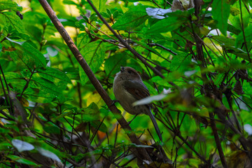 붉은머리오목눈이 