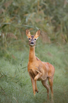 Female roe deer standing alert in green grass