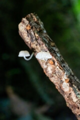 Delicate White Mushroom on a Log in a Forest Setting