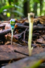 Close-Up of Mushrooms Growing in a Dense Forest