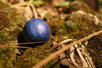 Single Blue Berry on Forest Floor with Green Moss and Earth