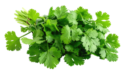 Fresh coriander bundle features vibrant green leaves and slender stems against a black background, vibrant and appetizing