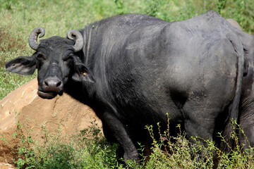 Fototapeta premium italian mediterranean buffalo eating grass at farm land 