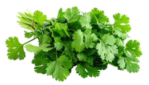 Fresh coriander bundle features vibrant green leaves and slender stems against a black background, vibrant and appetizing