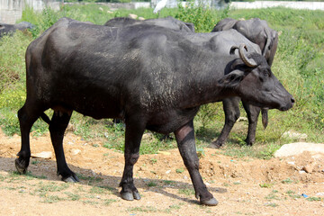 Obraz premium italian mediterranean buffalo eating grass at farm land 