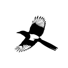Black and white vector illustration of a bird in flight on white background