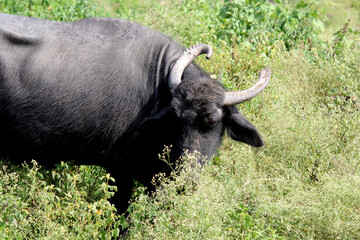 Obraz premium italian mediterranean buffalo eating grass at farm land 