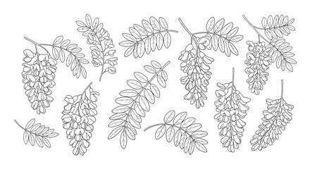 Hand-drawn illustration of black locust flowers and leaves, perfect for botanical or nature-themed designs, isolated on white background.