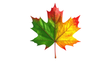 Tricolored maple leaf displays green, yellow, & red hues, centrally positioned against a stark black backdrop